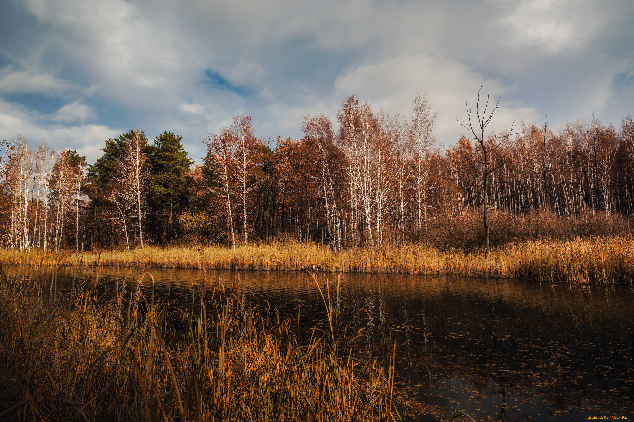 природа, реки, озера, река, лес