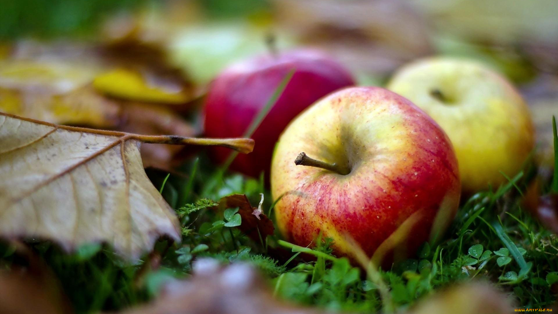еда, Яблоки, яблоки, листья, осень