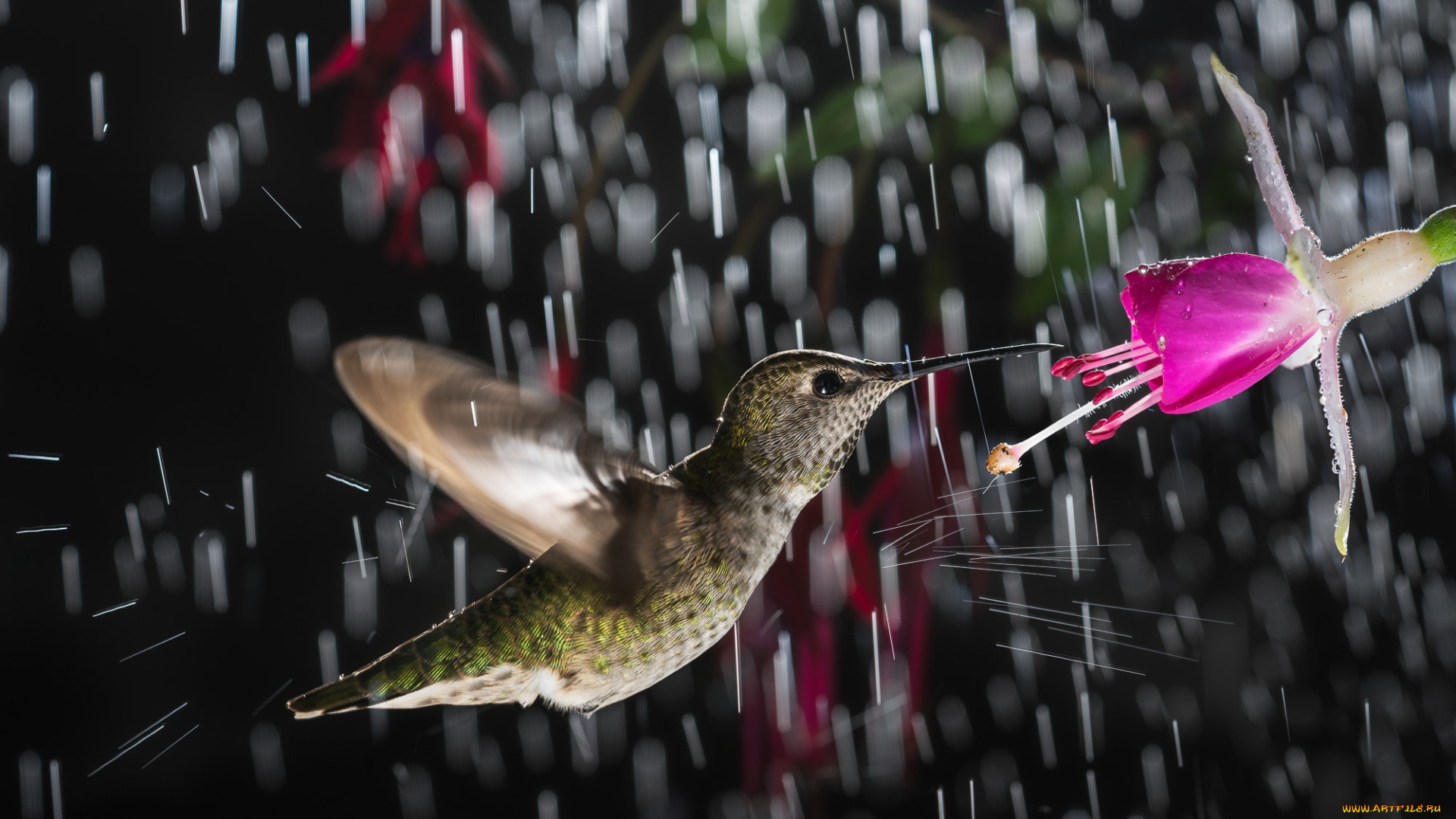 животные, колибри, цветок, дождь, птица