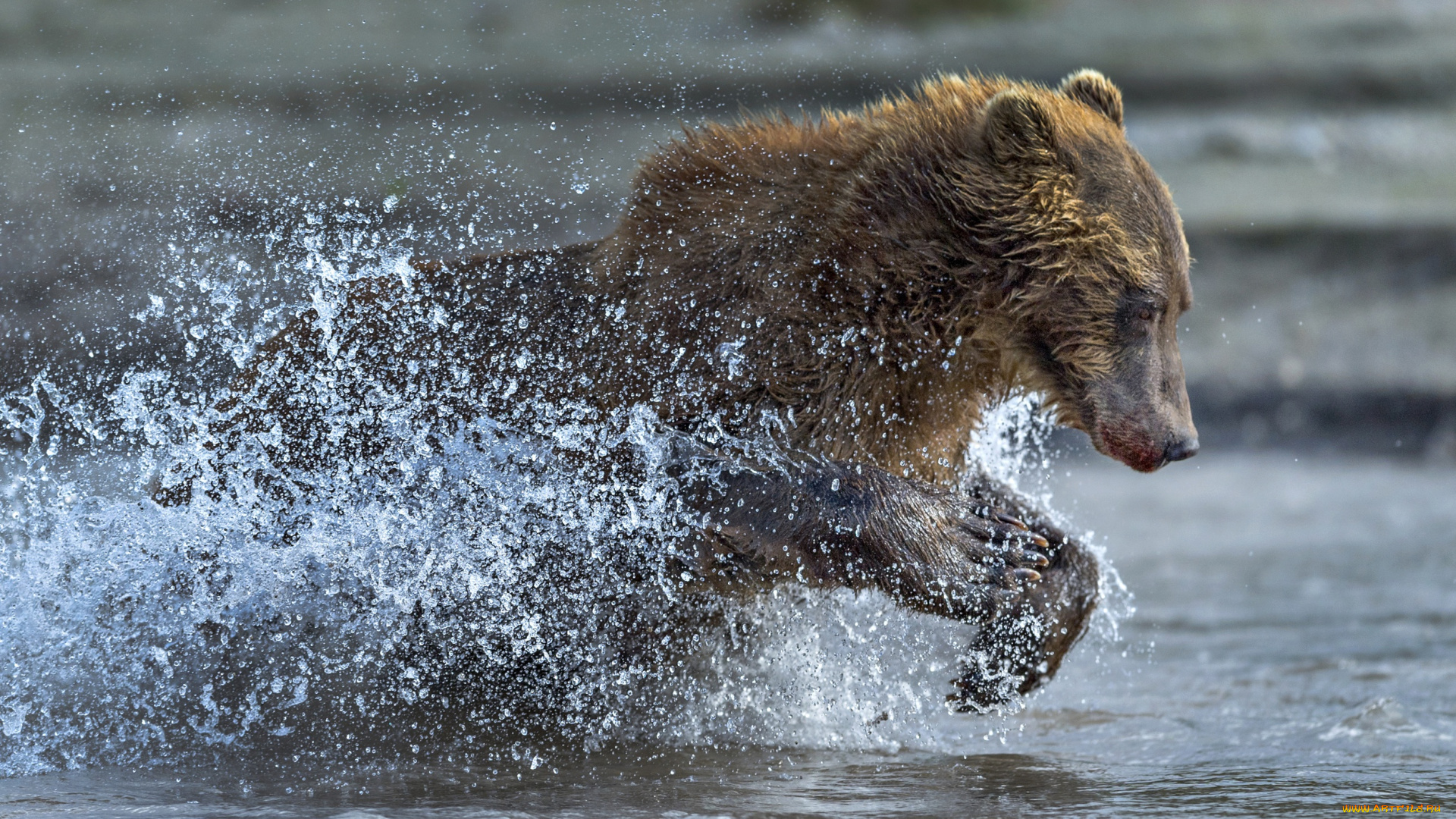 животные, медведи, бег, медведь, вода, брызги