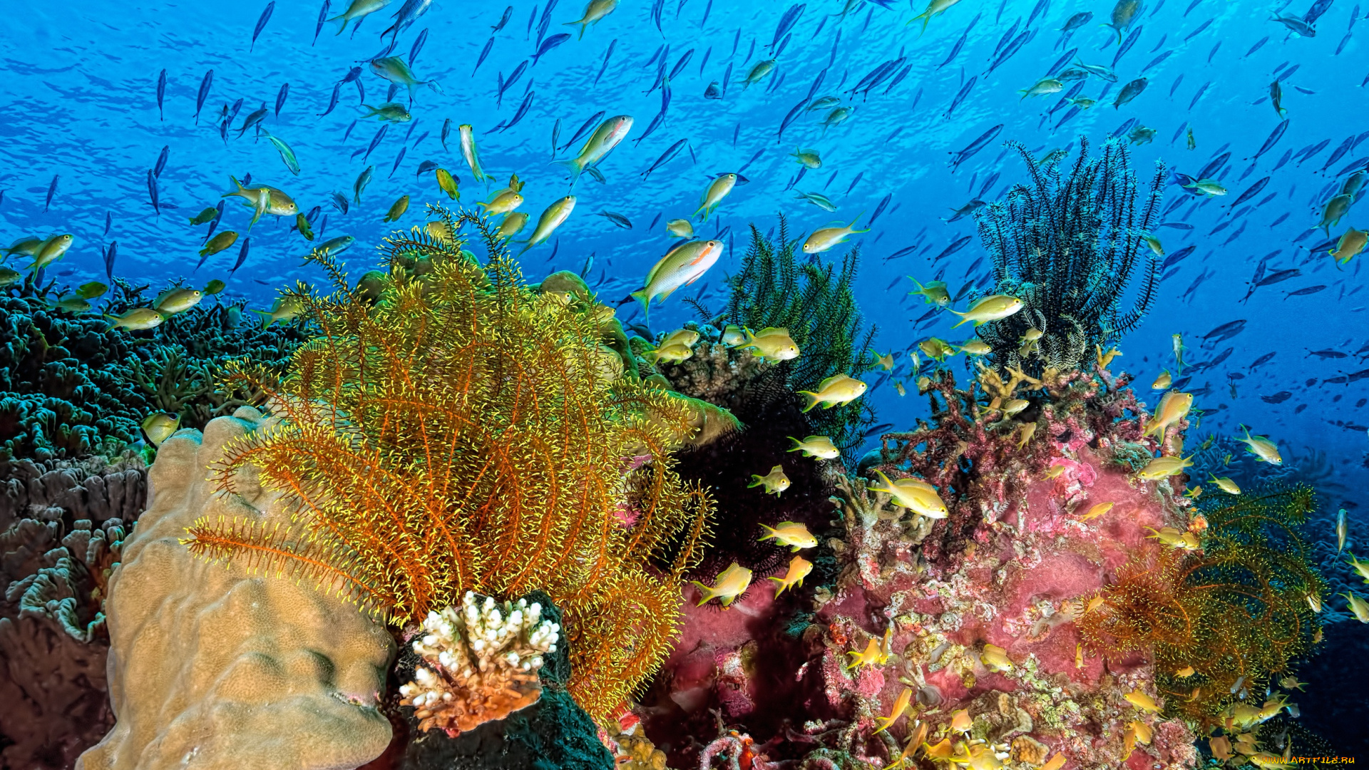 животные, морская, фауна, природа, подводный, мир, под, водой, кораллы, водоросли, рыбы, вода, океан, море