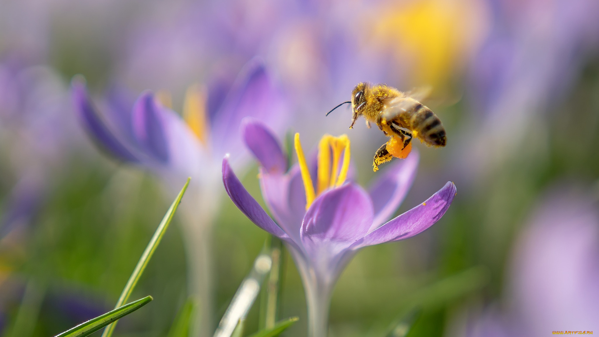 животные, пчелы, , осы, , шмели, макро, цветы, пчела, весна, крокусы