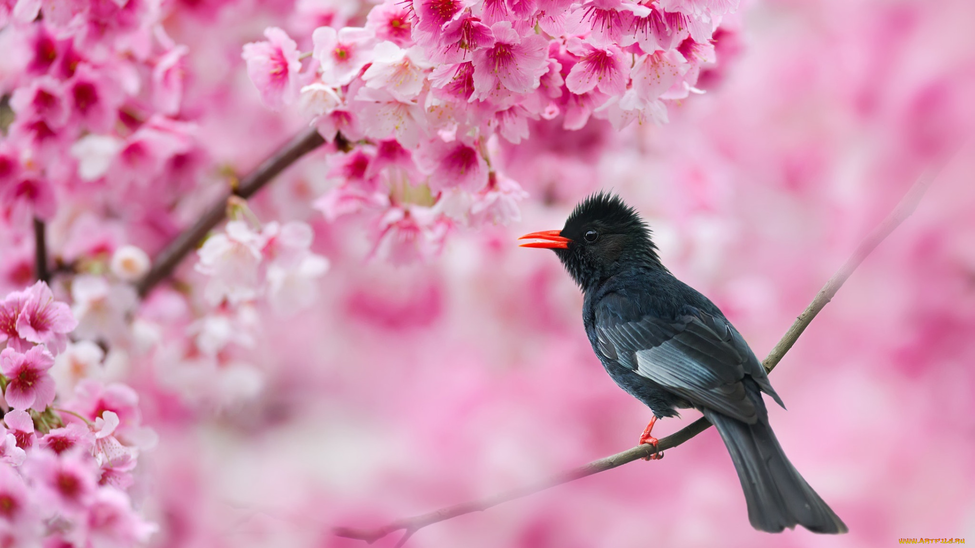животные, птицы, весна, птица, ветка, чёрная, цветы