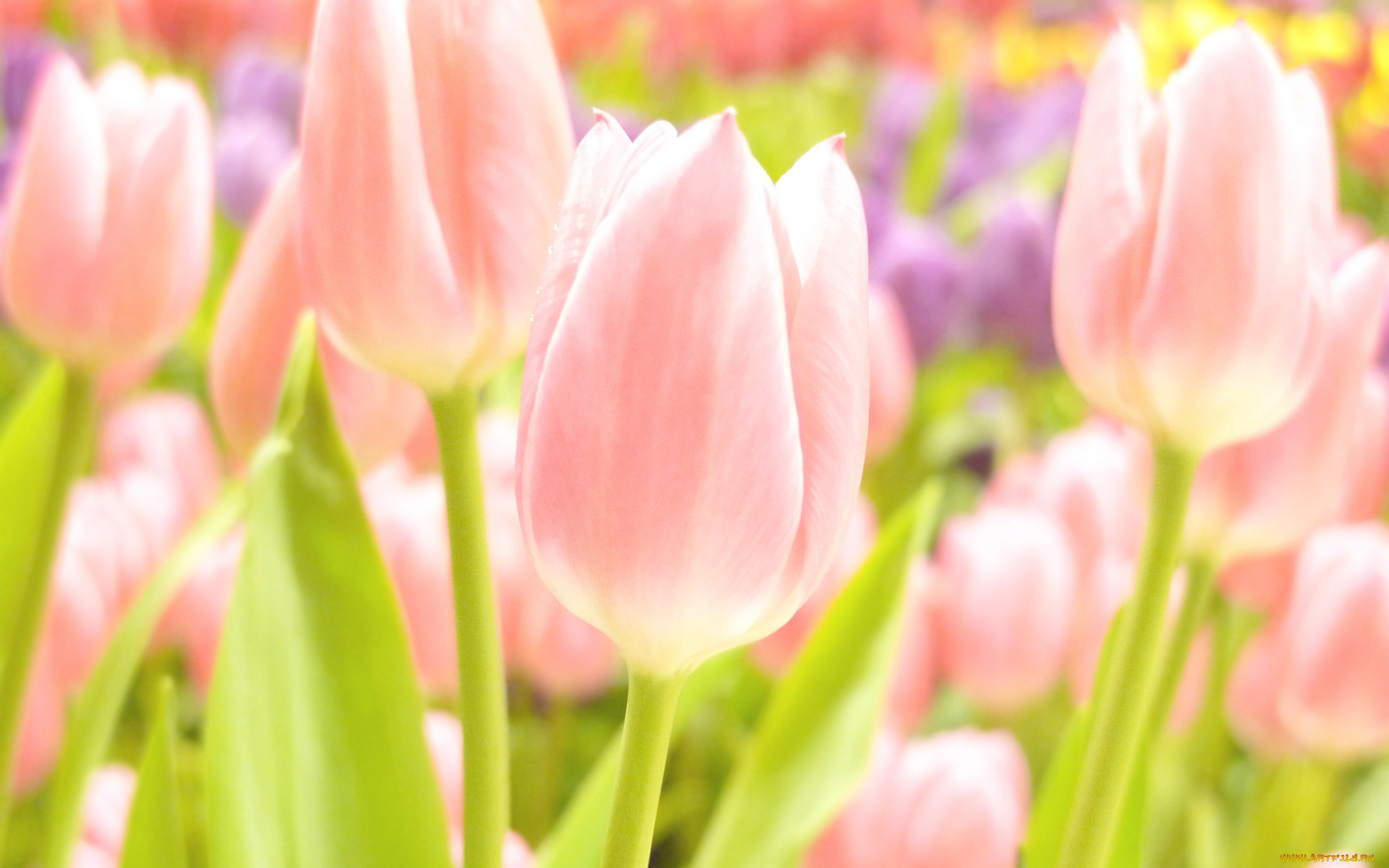 цветы, тюльпаны, розовый, нежный, весна, фокус