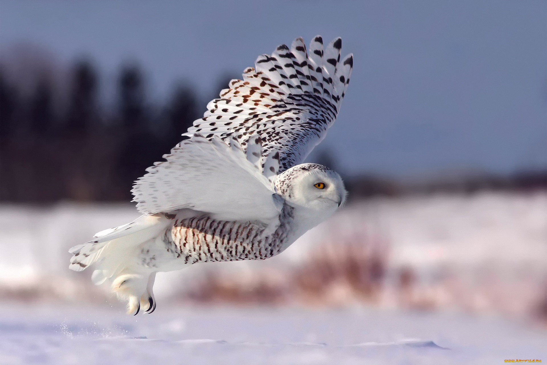 животные, совы, снег, зима, взлет, полярная, сова, белая, полет