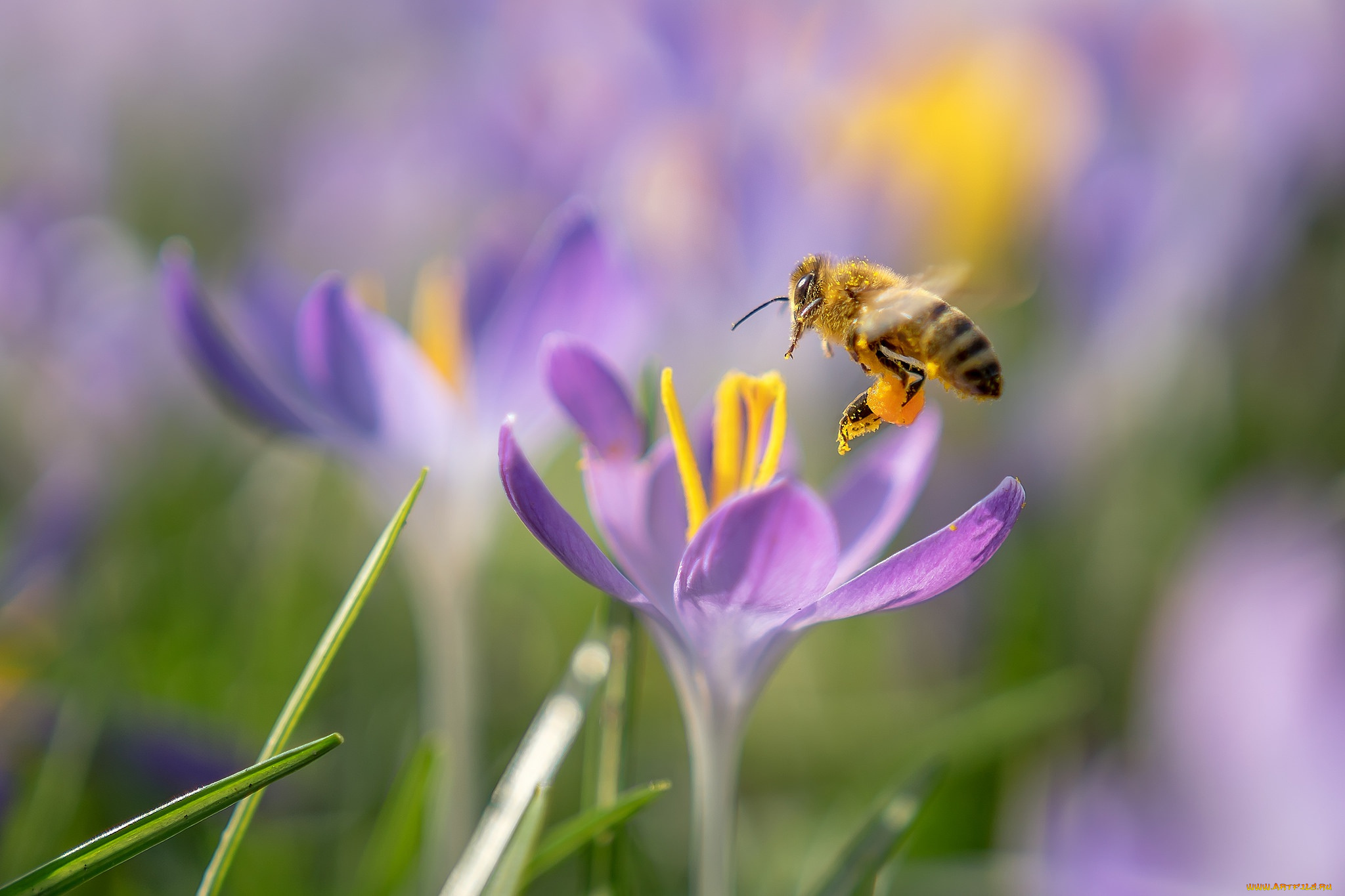 животные, пчелы, , осы, , шмели, макро, цветы, пчела, весна, крокусы