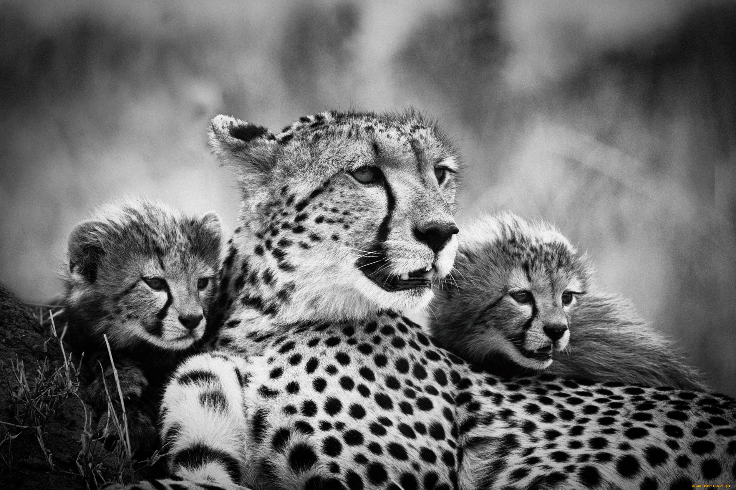 животные, гепарды, чёрно, -, белое, фото, детеныши, мама