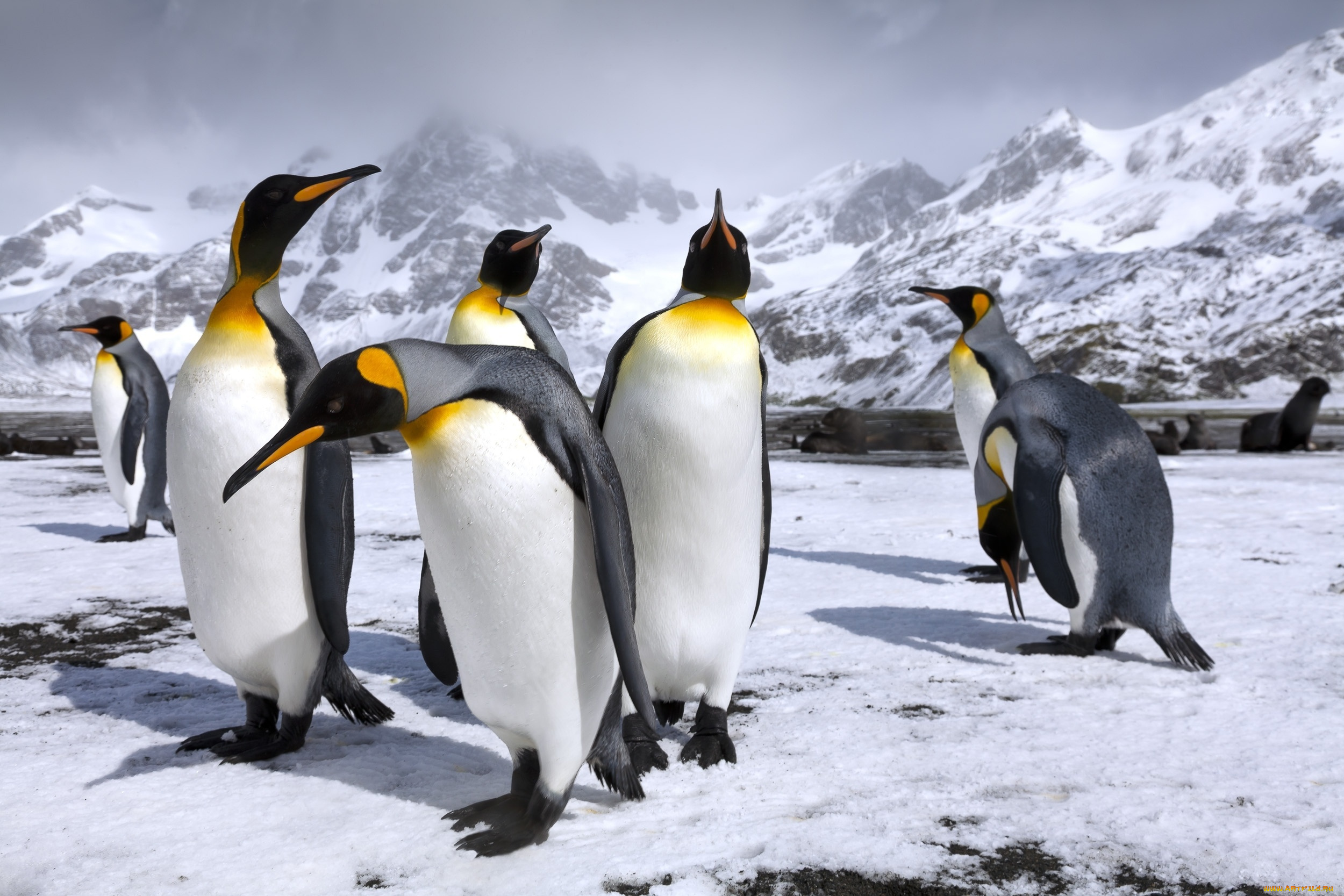 животные, пингвины, снег, королевские, пингвин, горы
