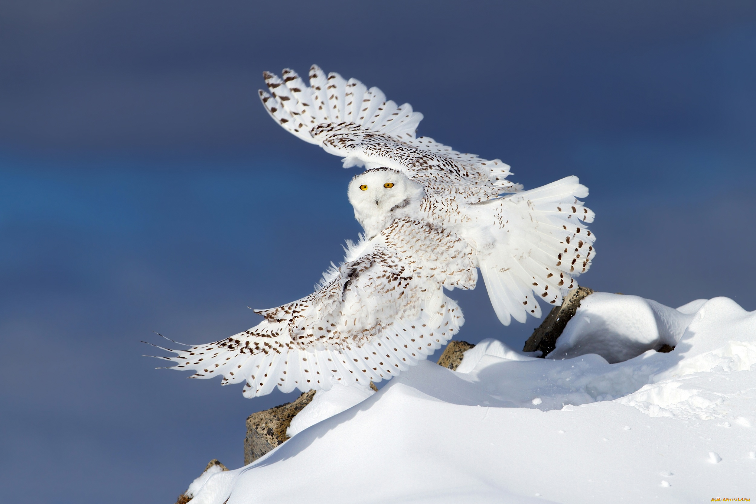 животные, совы, сова, снег, зима, белая, полярная, крылья