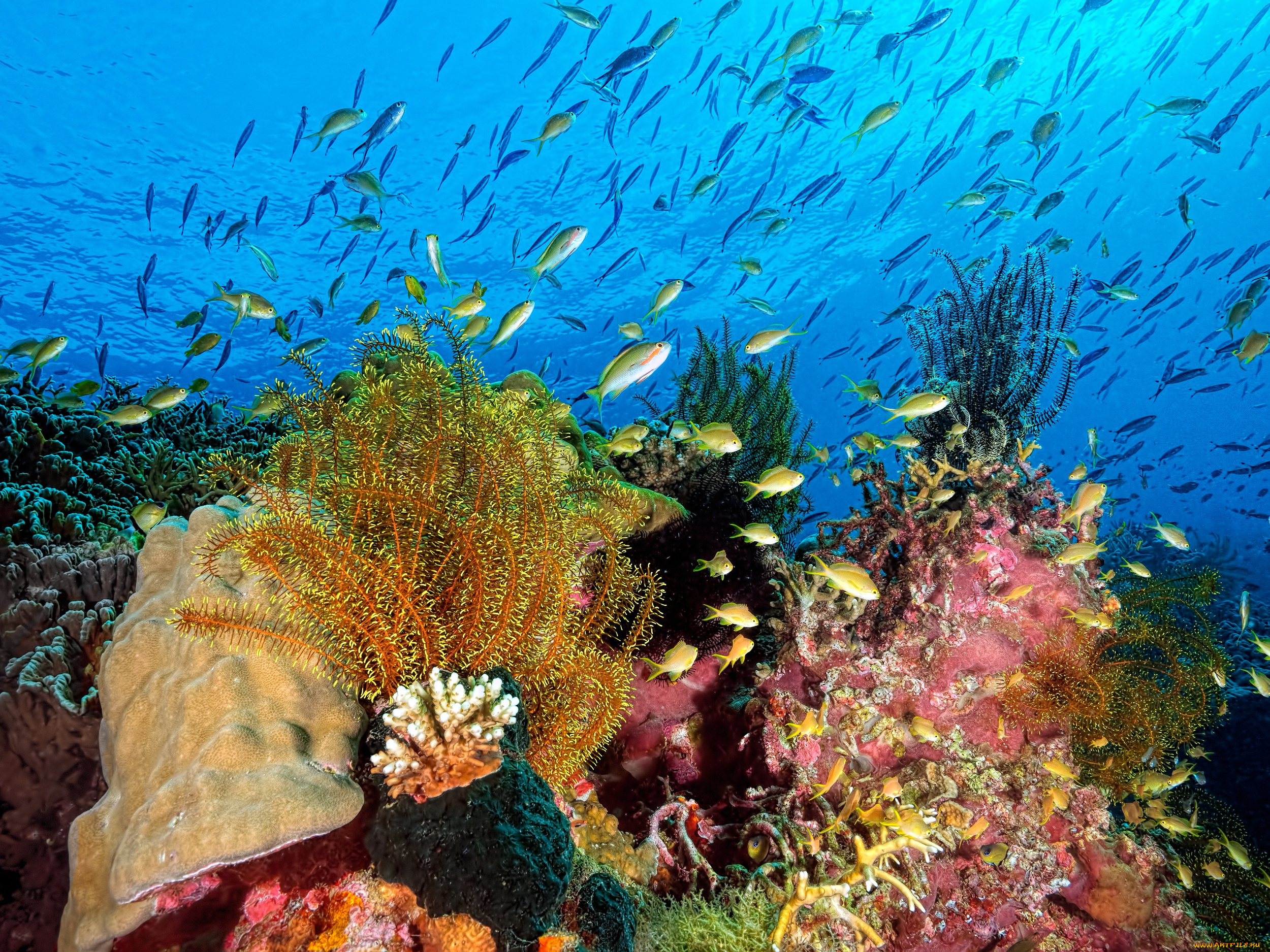 животные, морская, фауна, природа, подводный, мир, под, водой, кораллы, водоросли, рыбы, вода, океан, море