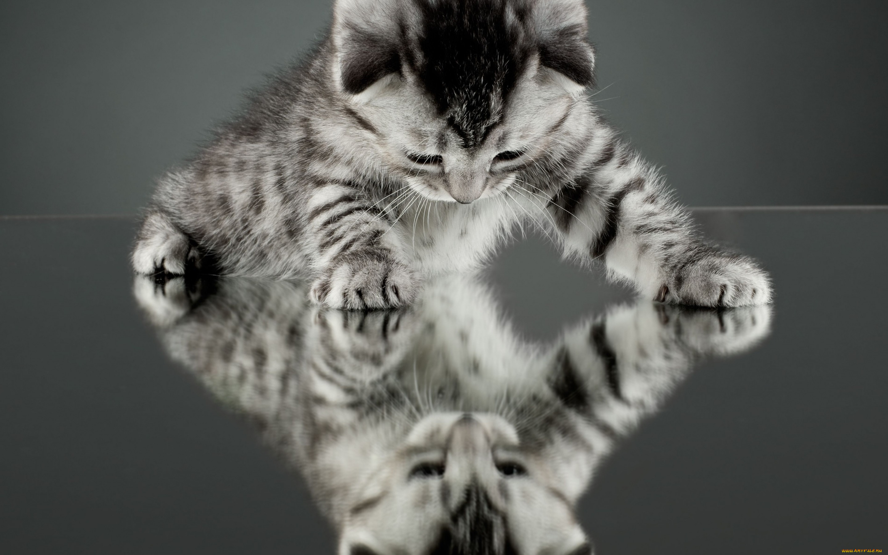 животные, коты, зеркало, фон, обои, отражение, котенок, кот, кошка