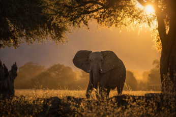 Картинка животные слоны слон свет солнце дерево деревья