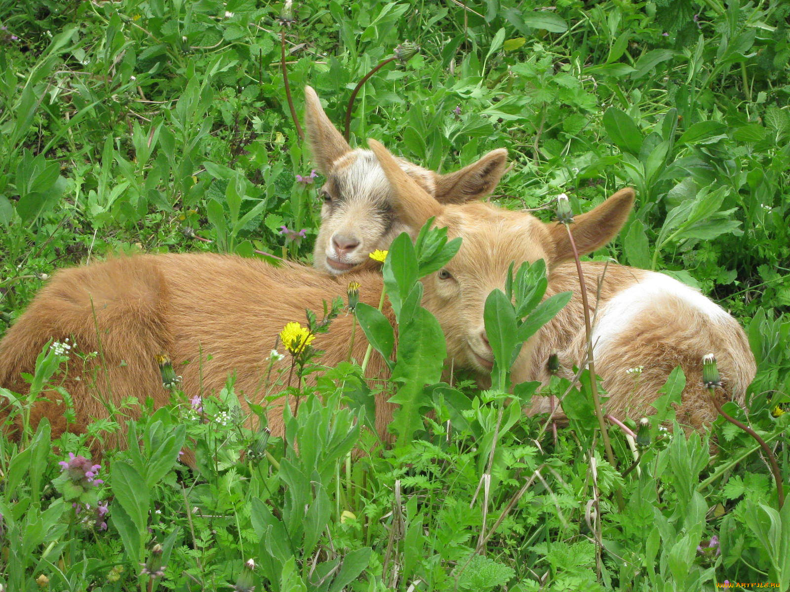 животные, козы, трава