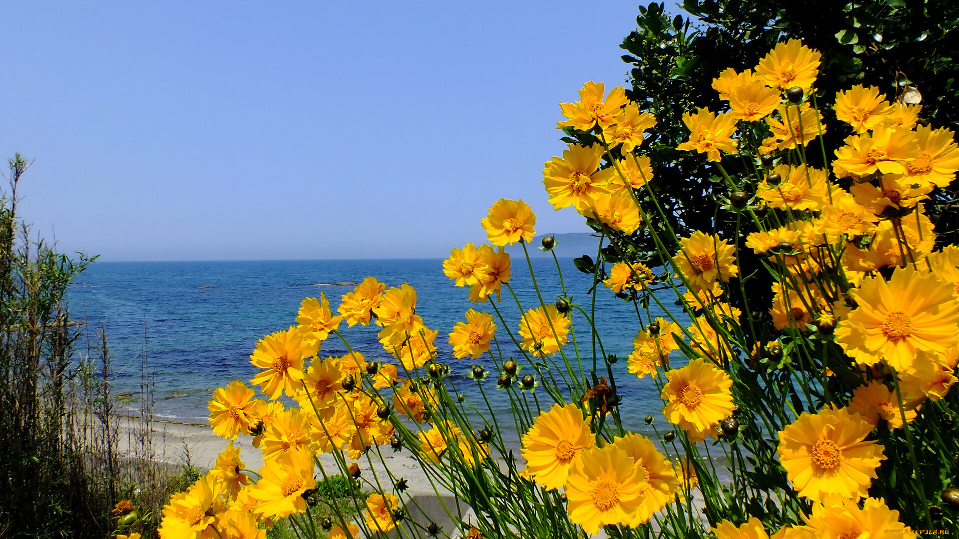 цветы, космея, море, лепестки