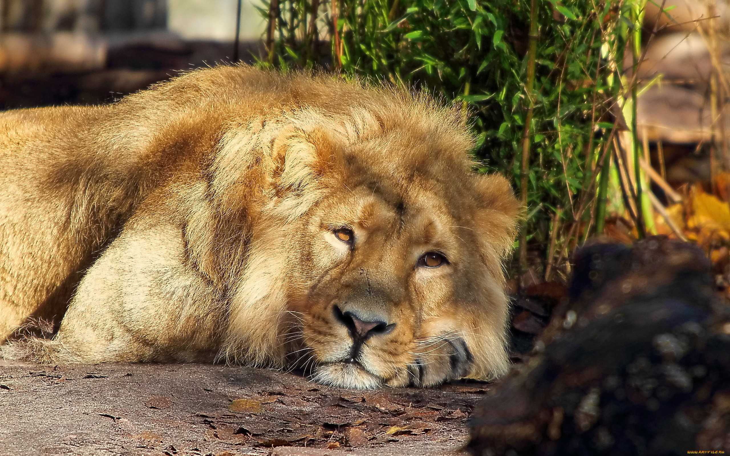 животные, львы, задумчивый, смотрит, лежит, лев, морда