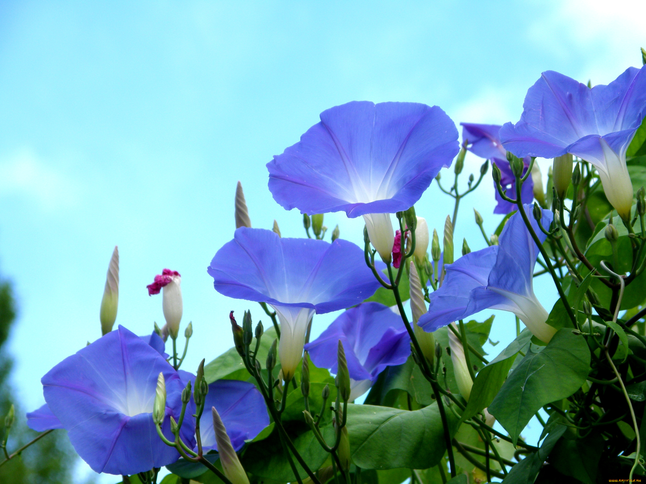 цветы, вьюнки, ипомеи, голубой, небо, ипомея
