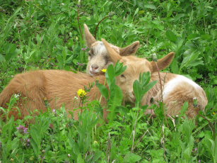 природа животные козы трава забор без смс