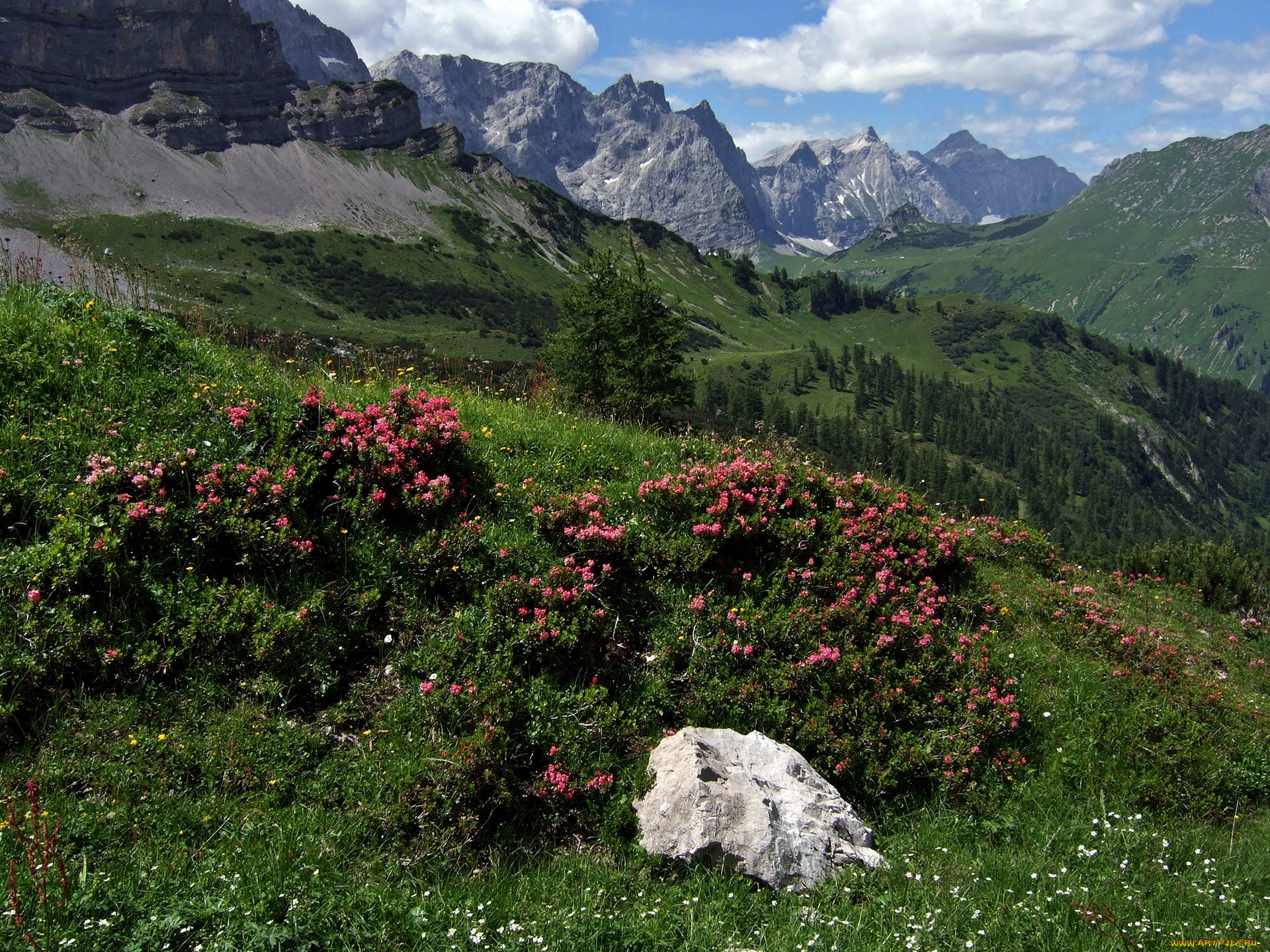 karwendel, tirol, austria, природа, горы, alps, карвендель, тироль, австрия, альпы, рододендроны, кусты, камень, пейзаж