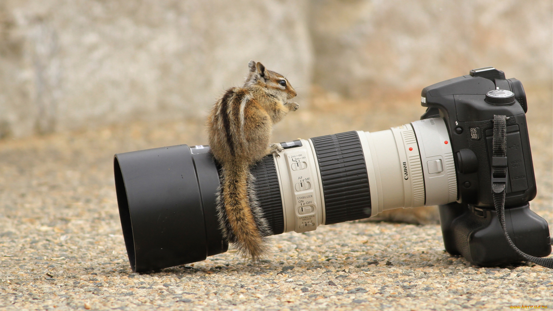 бренды, canon, бурундук, фотокамера