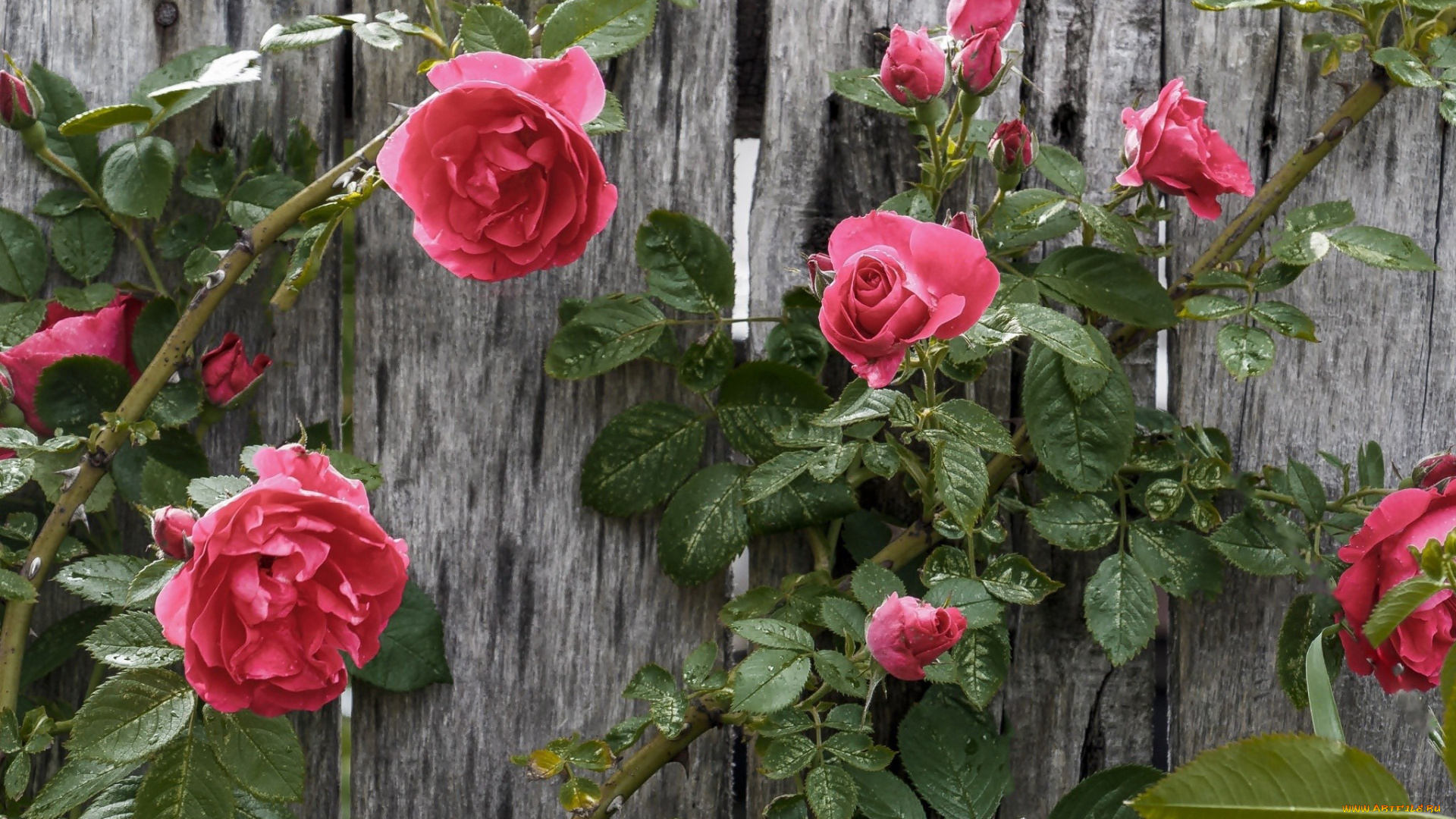 цветы, розы, розовый, забор