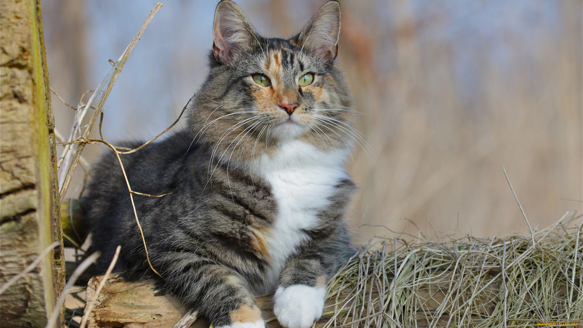 животные, коты, киса