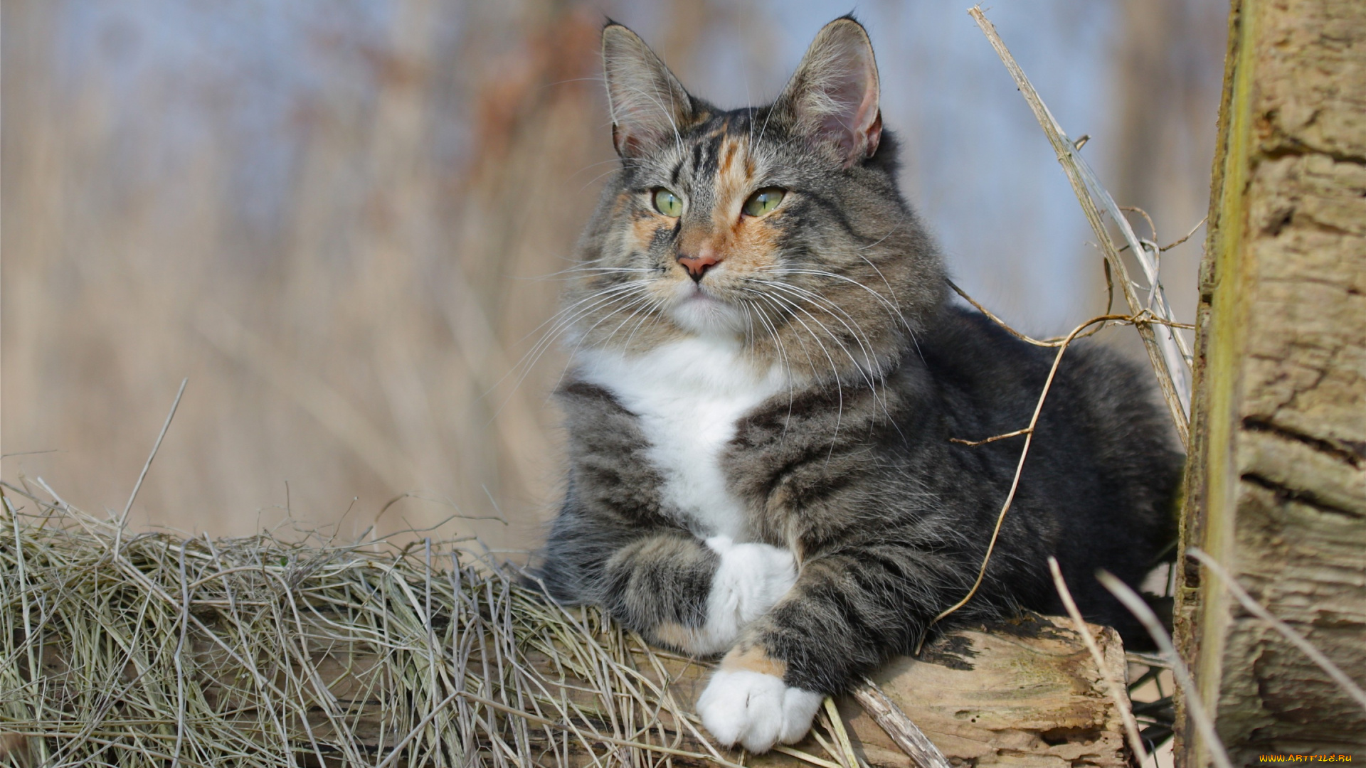 животные, коты, норвежская, лесная, кошка, кот