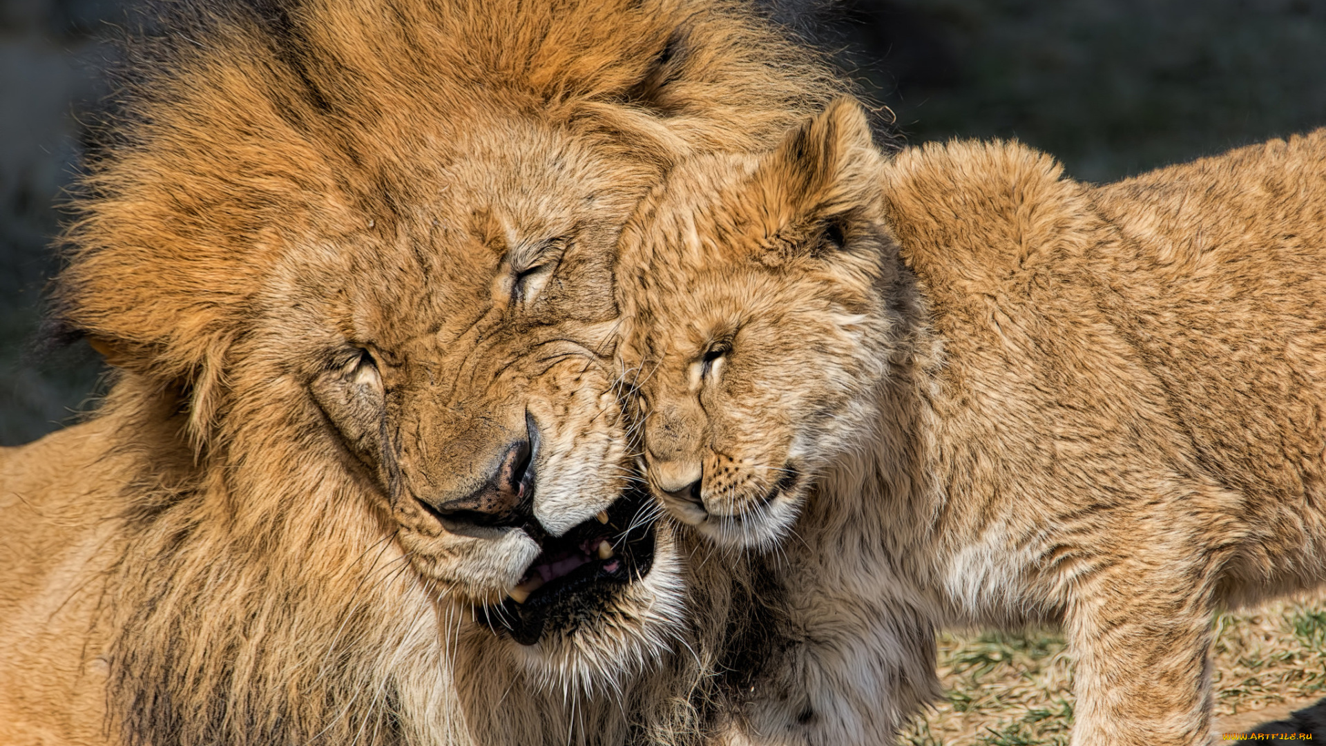 животные, львы, лев, львёнок, детёныш, котёнок, отцовство, любовь