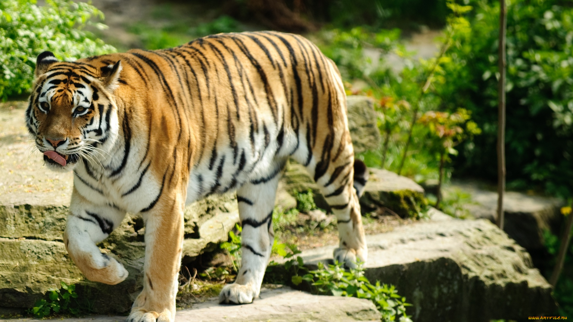 животные, тигры, хищник, камни, язык, рыжий, тигр