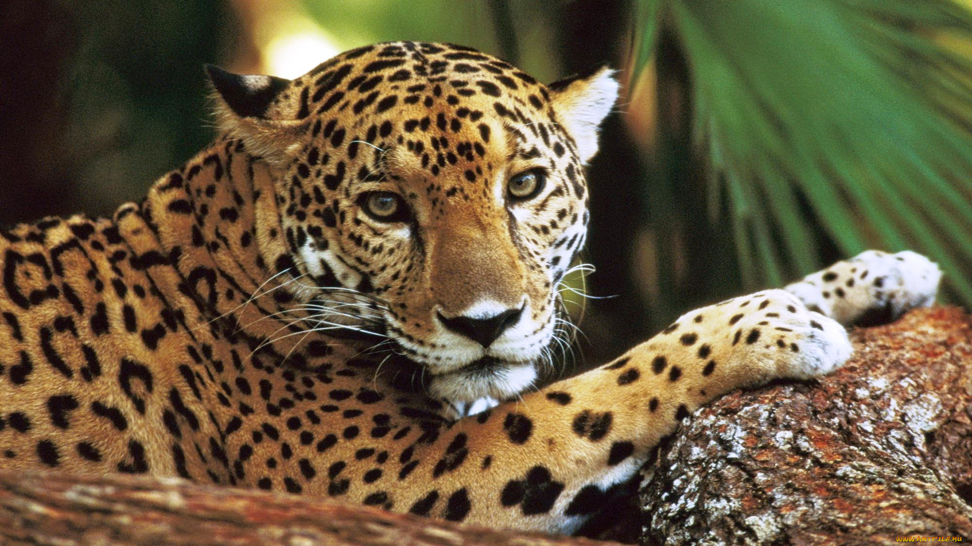 животные, Ягуары, ягуар, хищник, камни, пальма