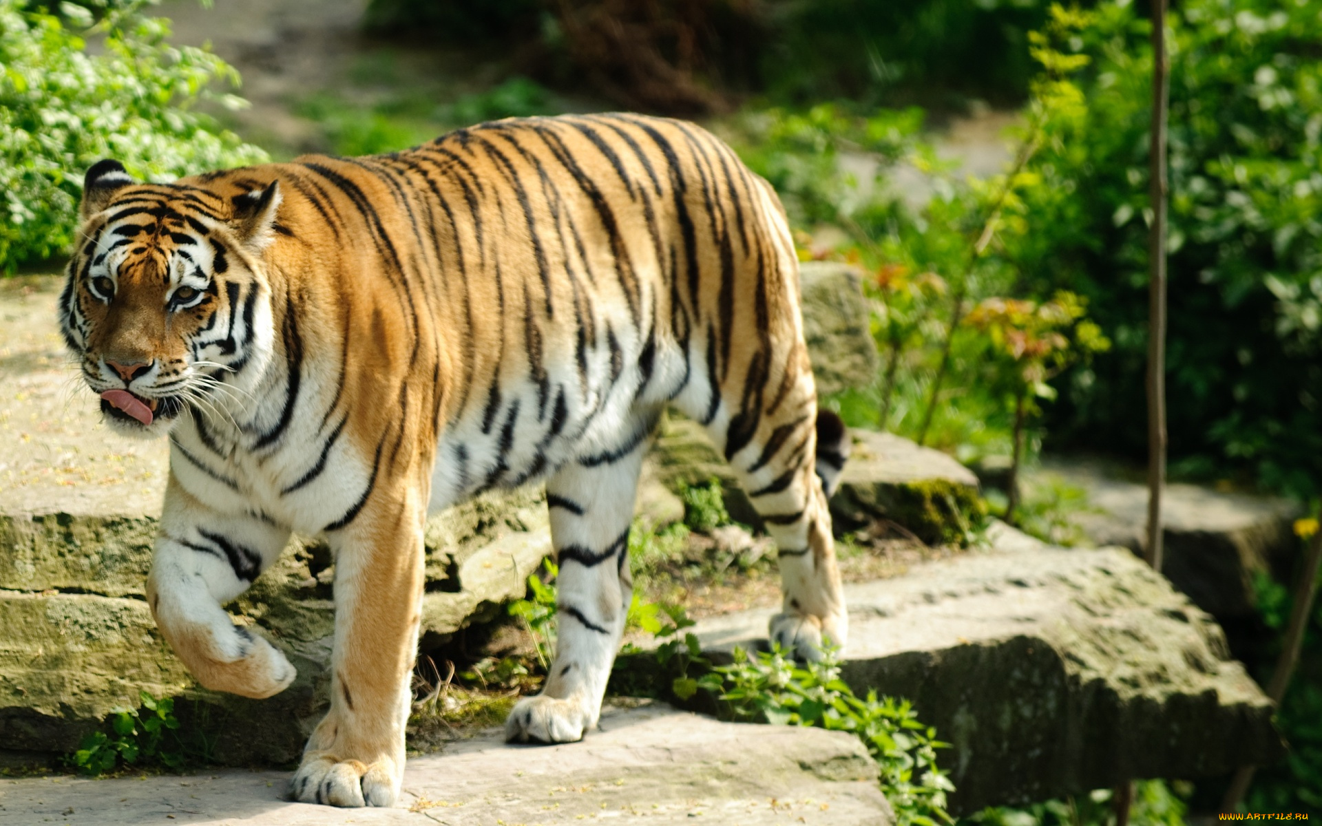 животные, тигры, хищник, камни, язык, рыжий, тигр