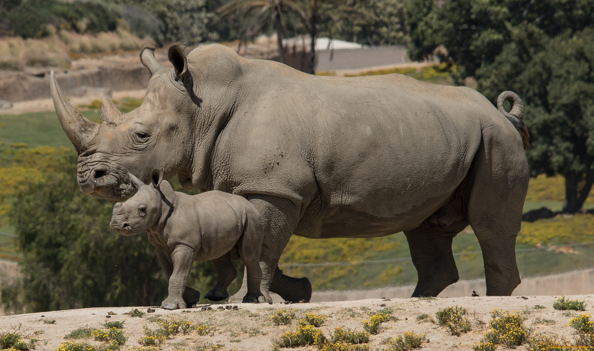 животные, носороги, семья