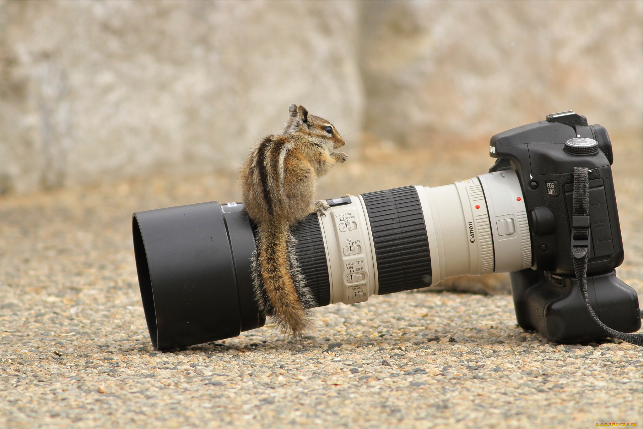 бренды, canon, бурундук, фотокамера