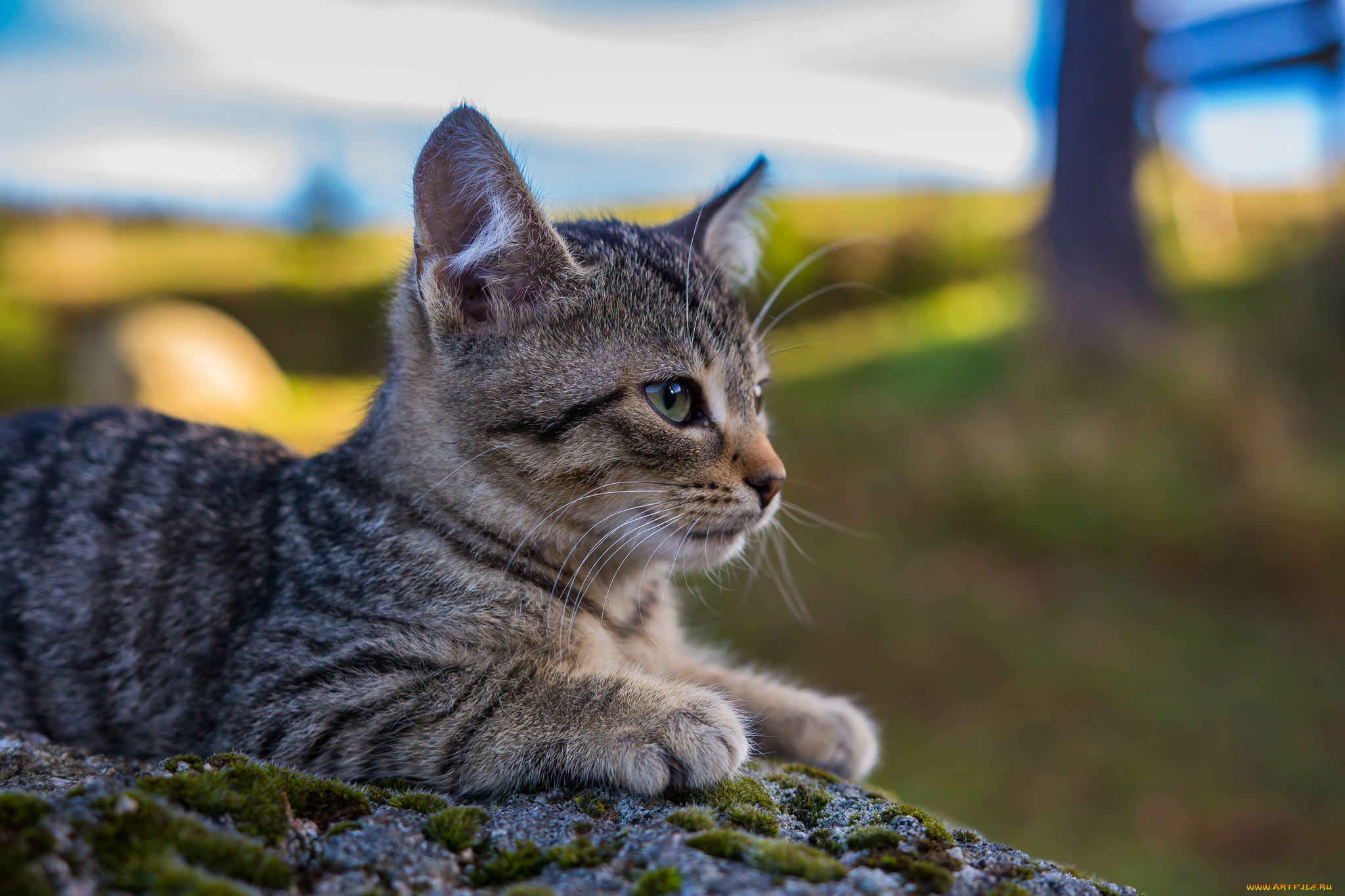 животные, коты, киса