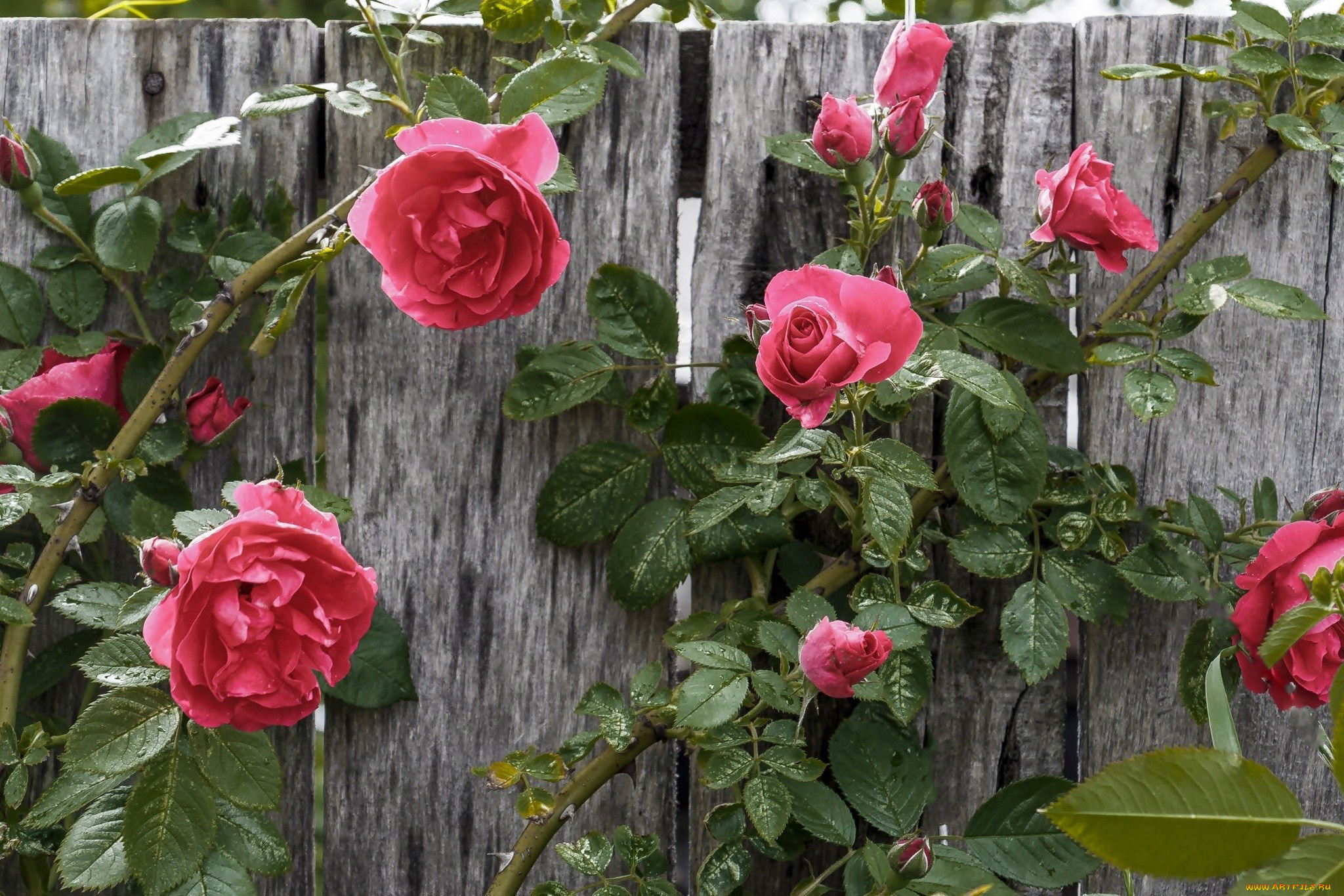 цветы, розы, розовый, забор