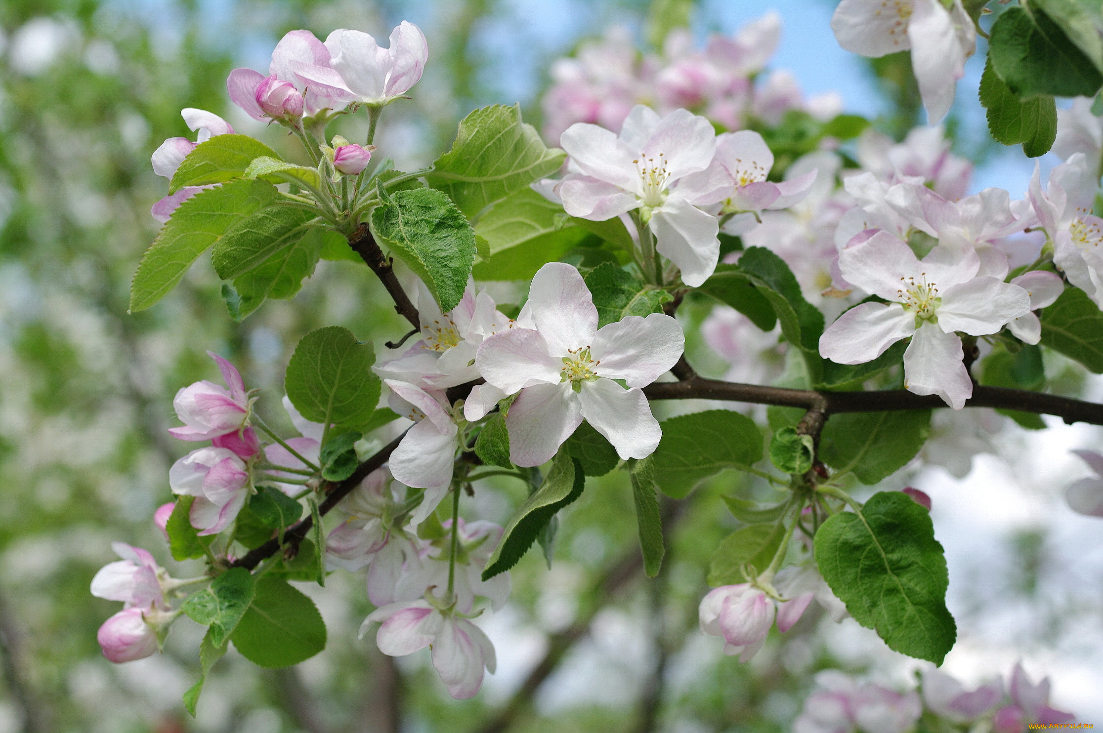 Яблони цветут весной. Цветет яблоня Пинк Роуз. Яблоня Сиверса цветет весной.