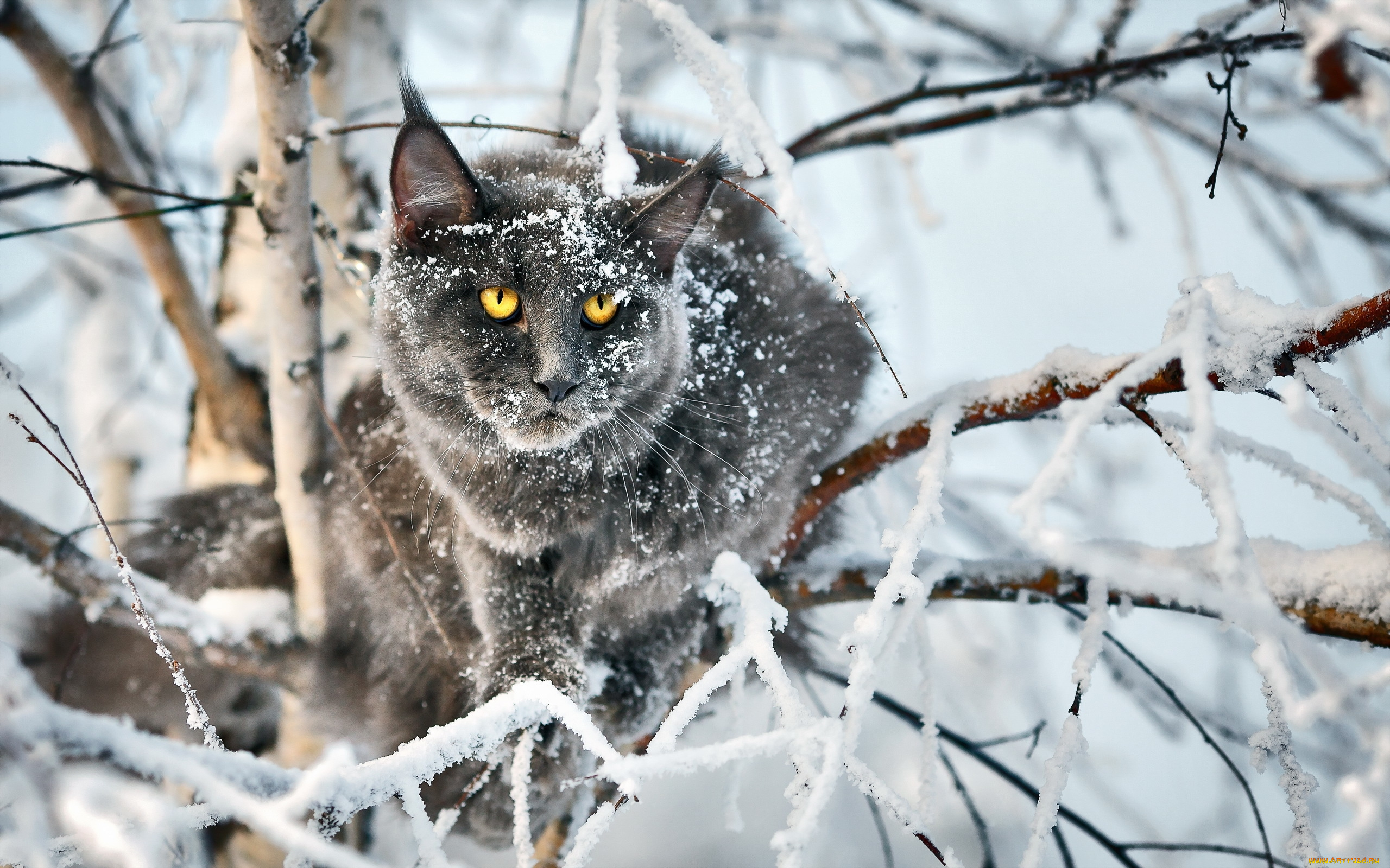 природа животные кот снег скачать