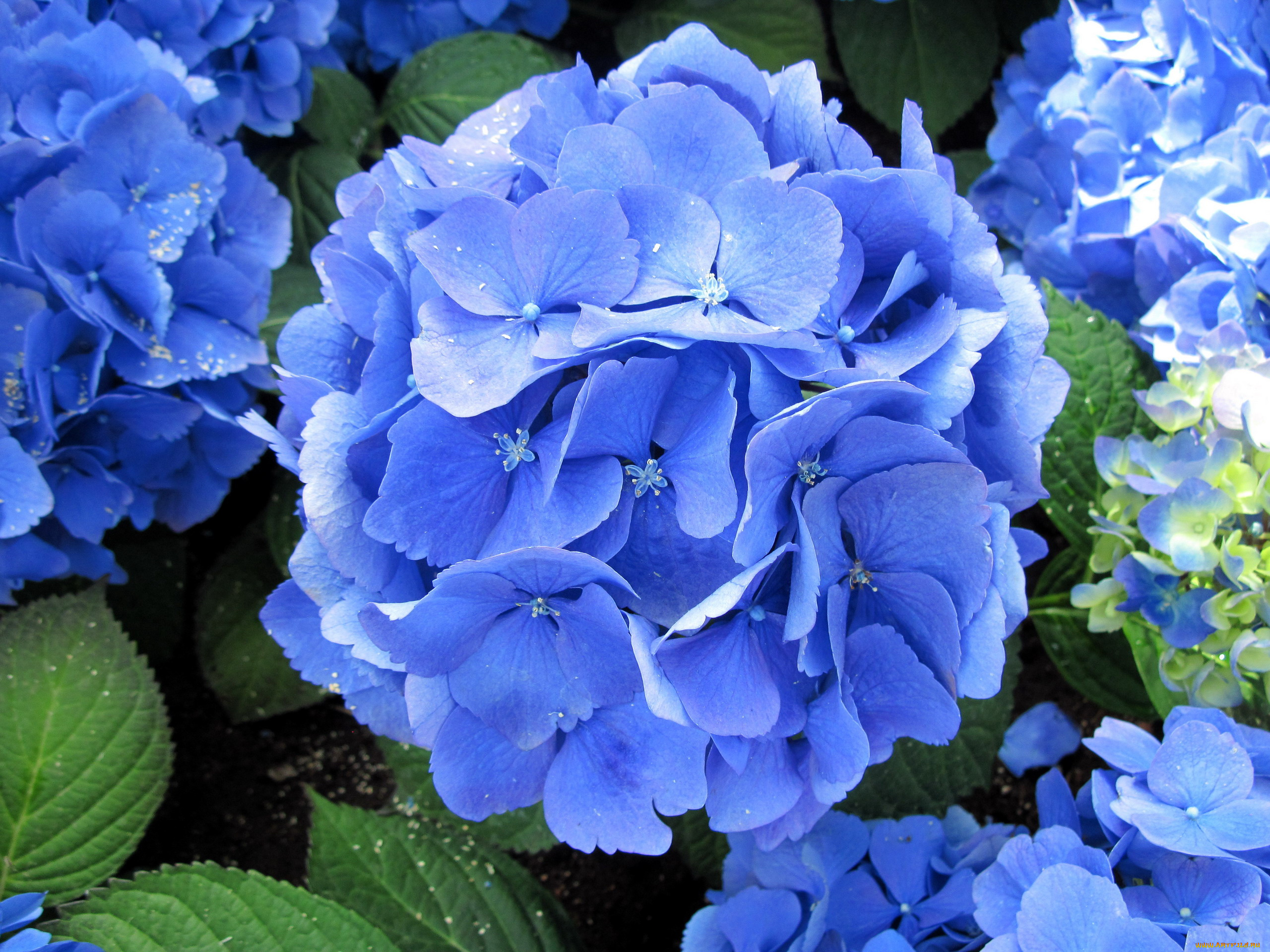 цветы, гортензия, синий