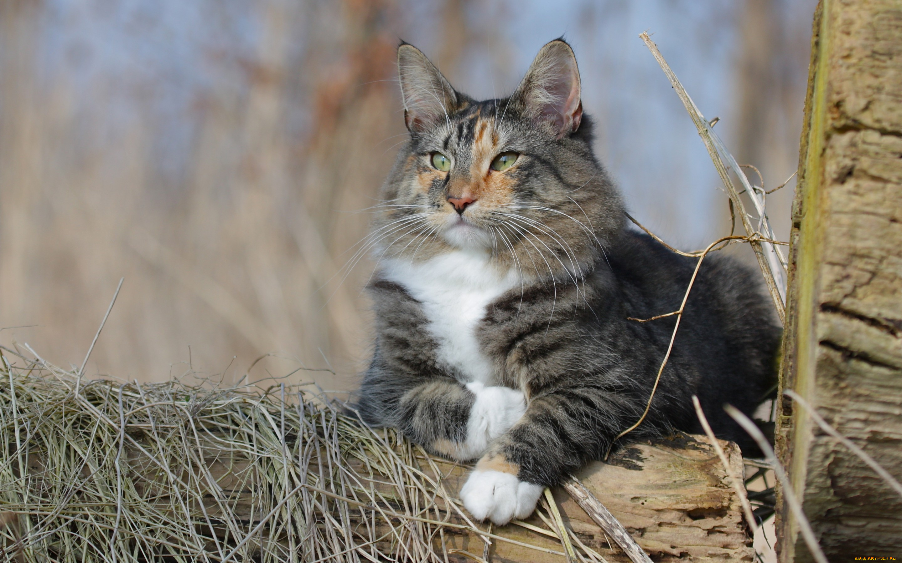 животные, коты, норвежская, лесная, кошка, кот