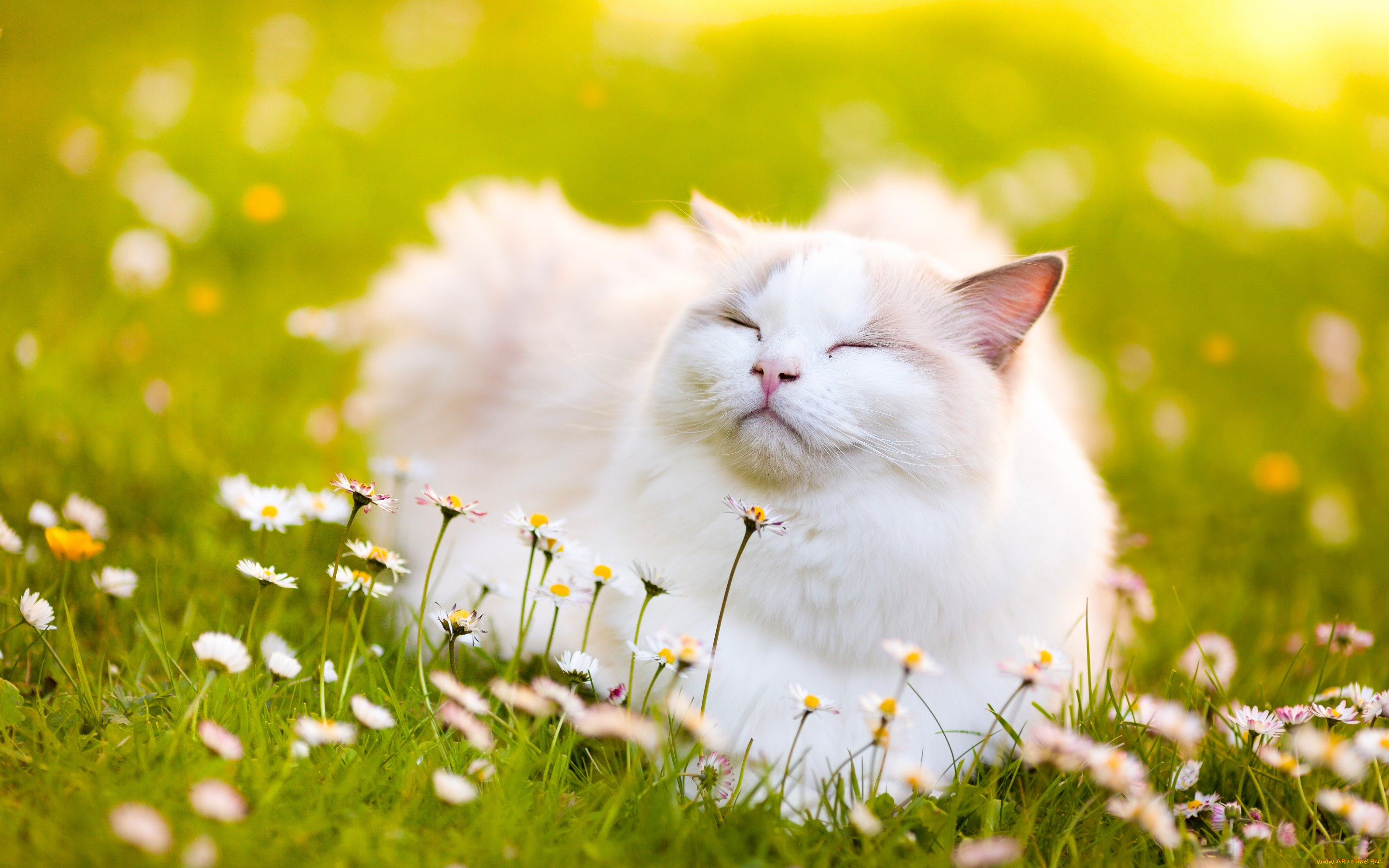 кот поляна цветы бесплатно