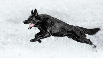 Картинка животные собаки немецкая овчарка собака бег