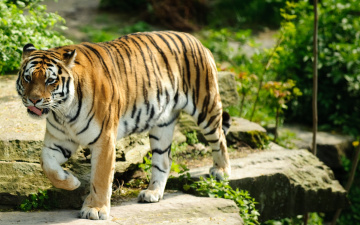 Картинка животные тигры хищник камни язык рыжий тигр