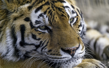 Картинка животные тигры тигр хищник портрет