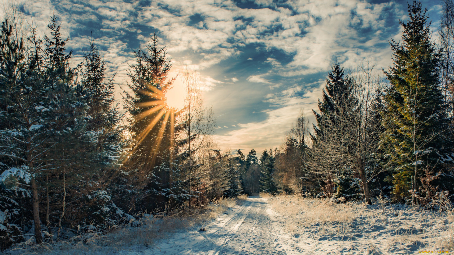 природа, зима, дорога, лес, солнце