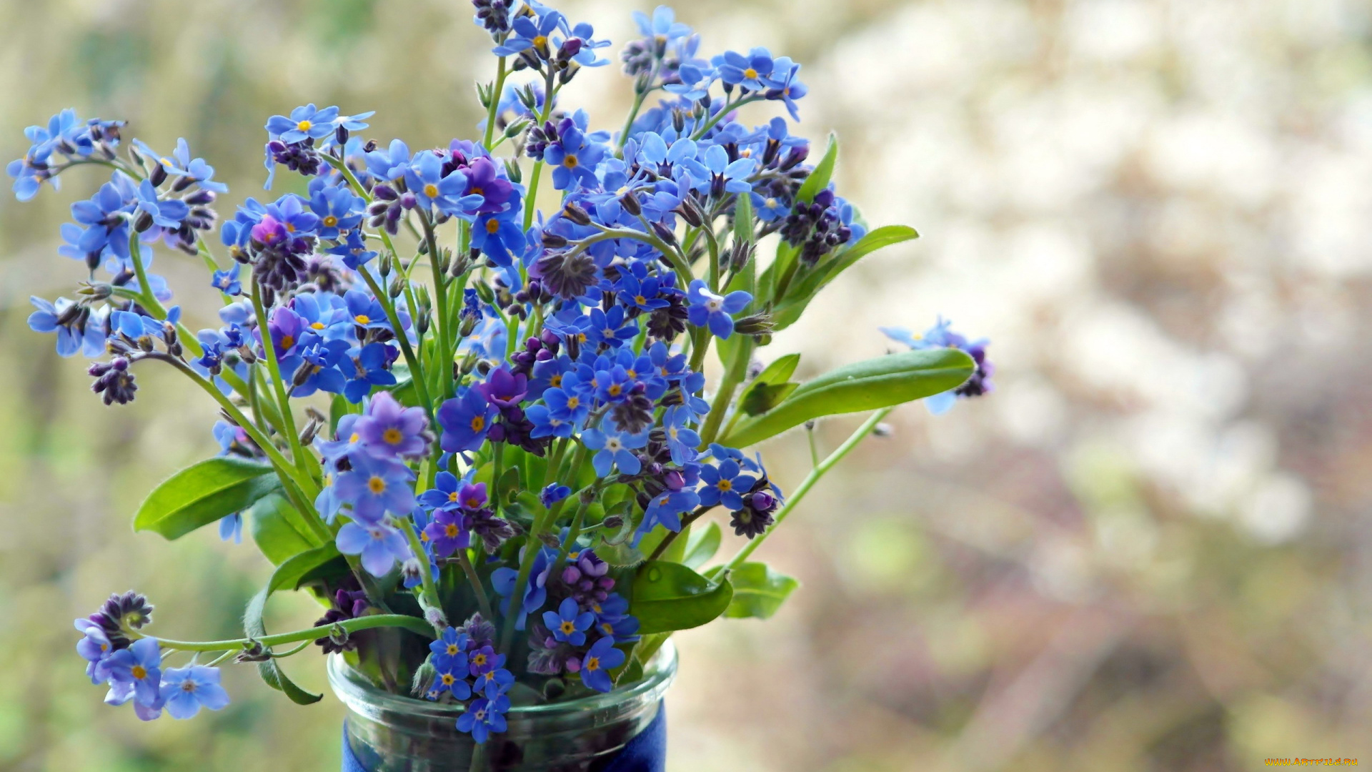 цветы, незабудки, голубой