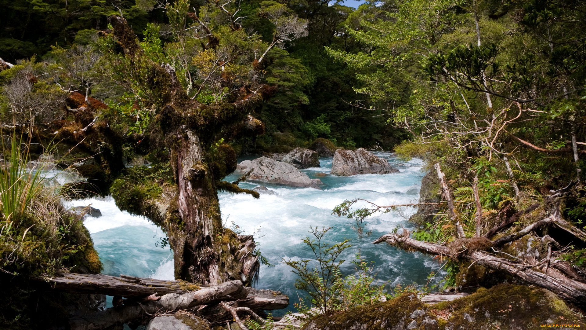 new, zealand, природа, реки, озера, река, тропики, деревья