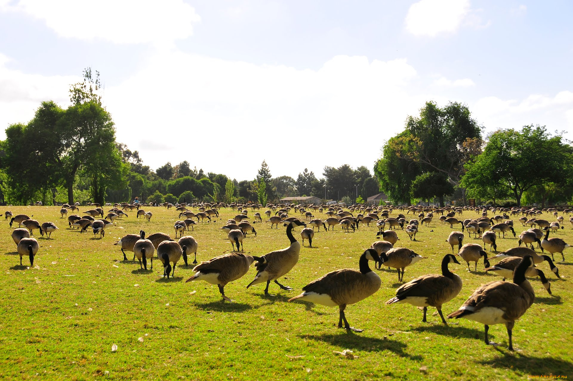 животные, гуси, goose