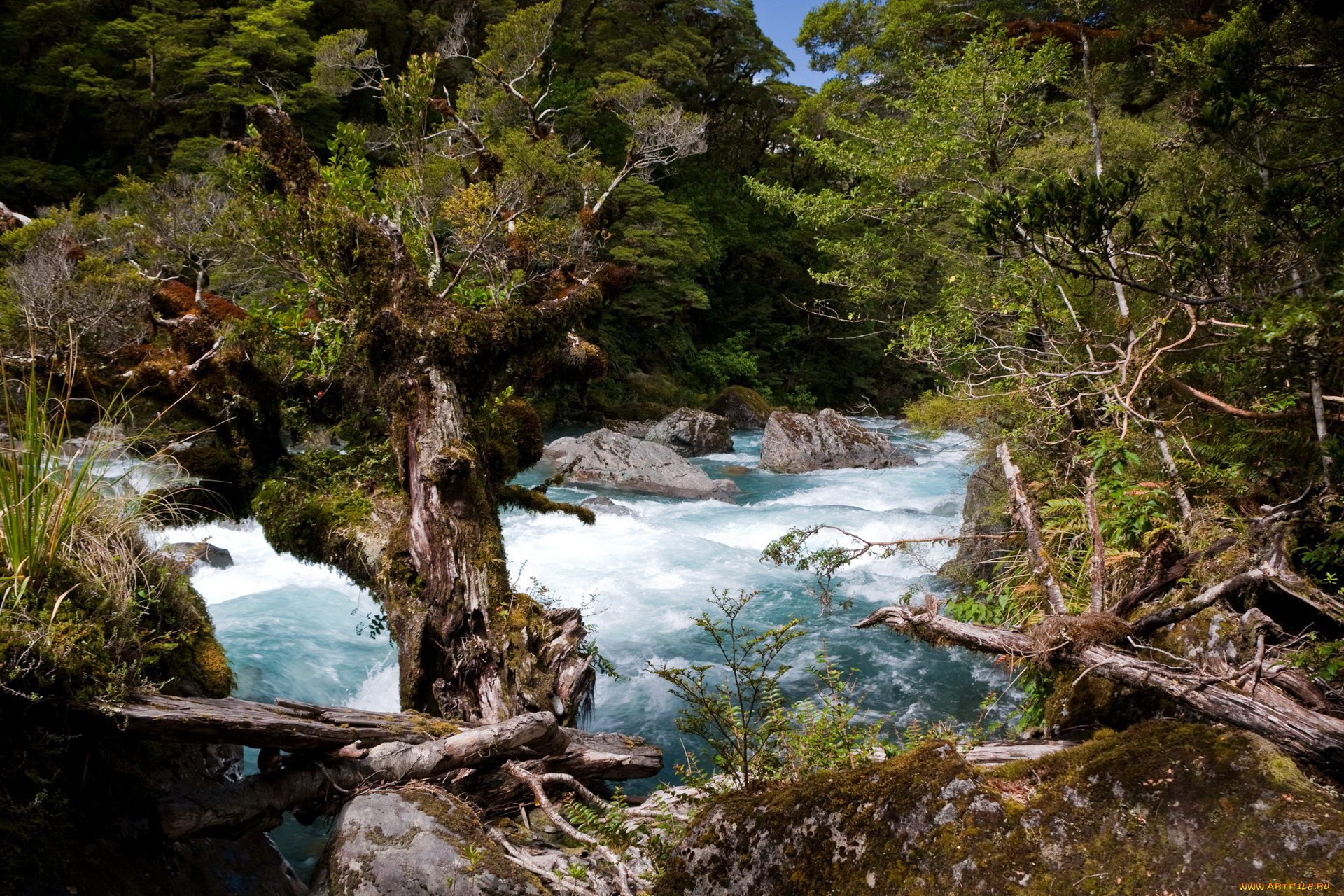 new, zealand, природа, реки, озера, река, тропики, деревья