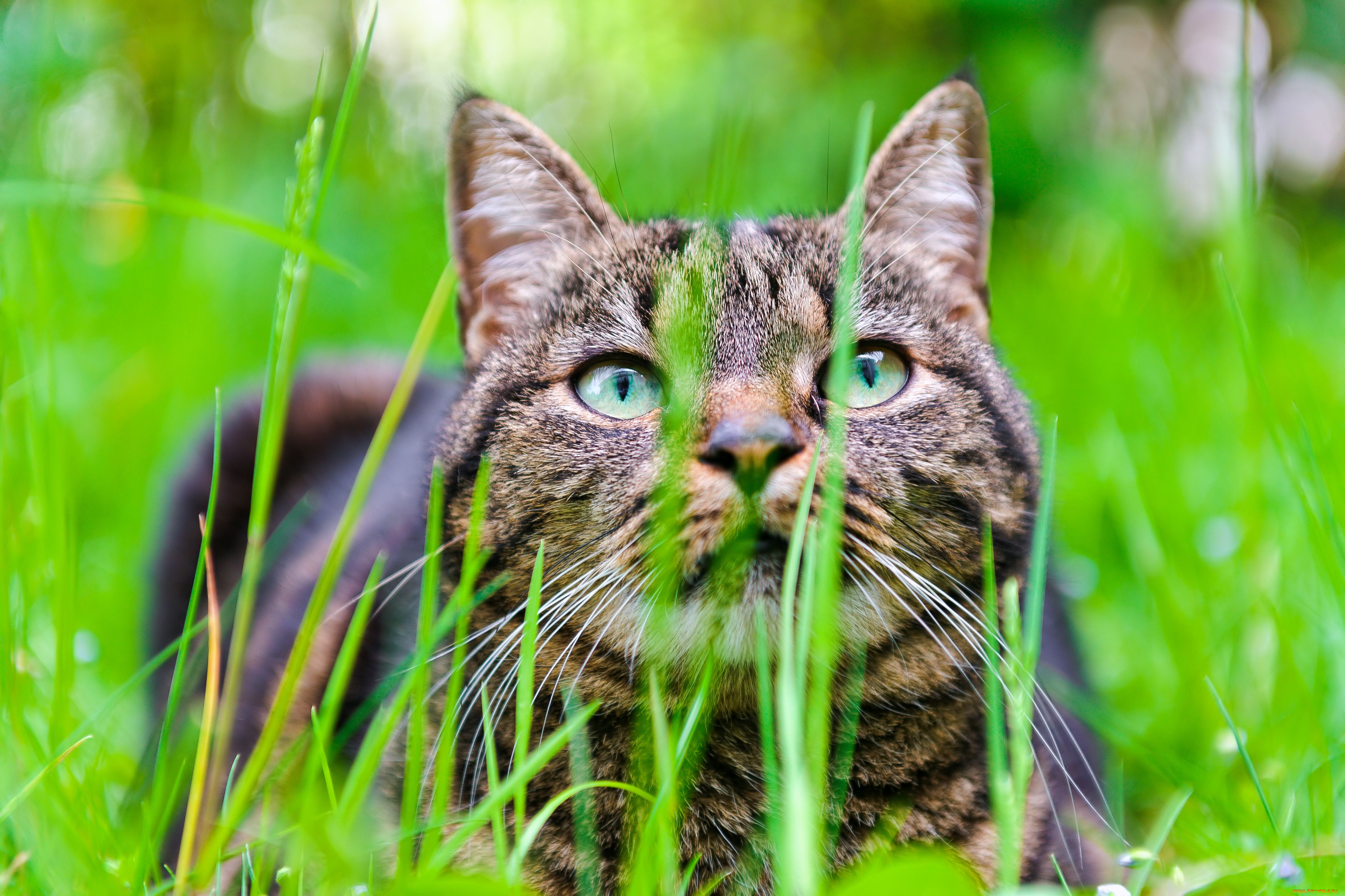 животные, коты, трава