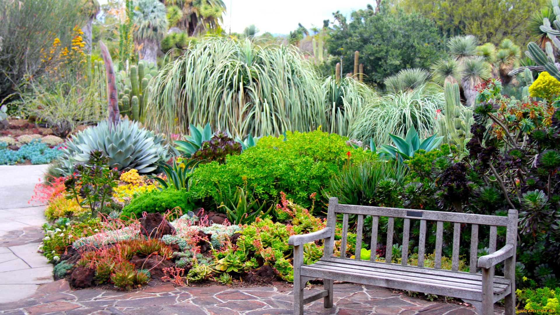 botanical, garden, san, marino, california, природа, парк, кактусы, растения, скамейка