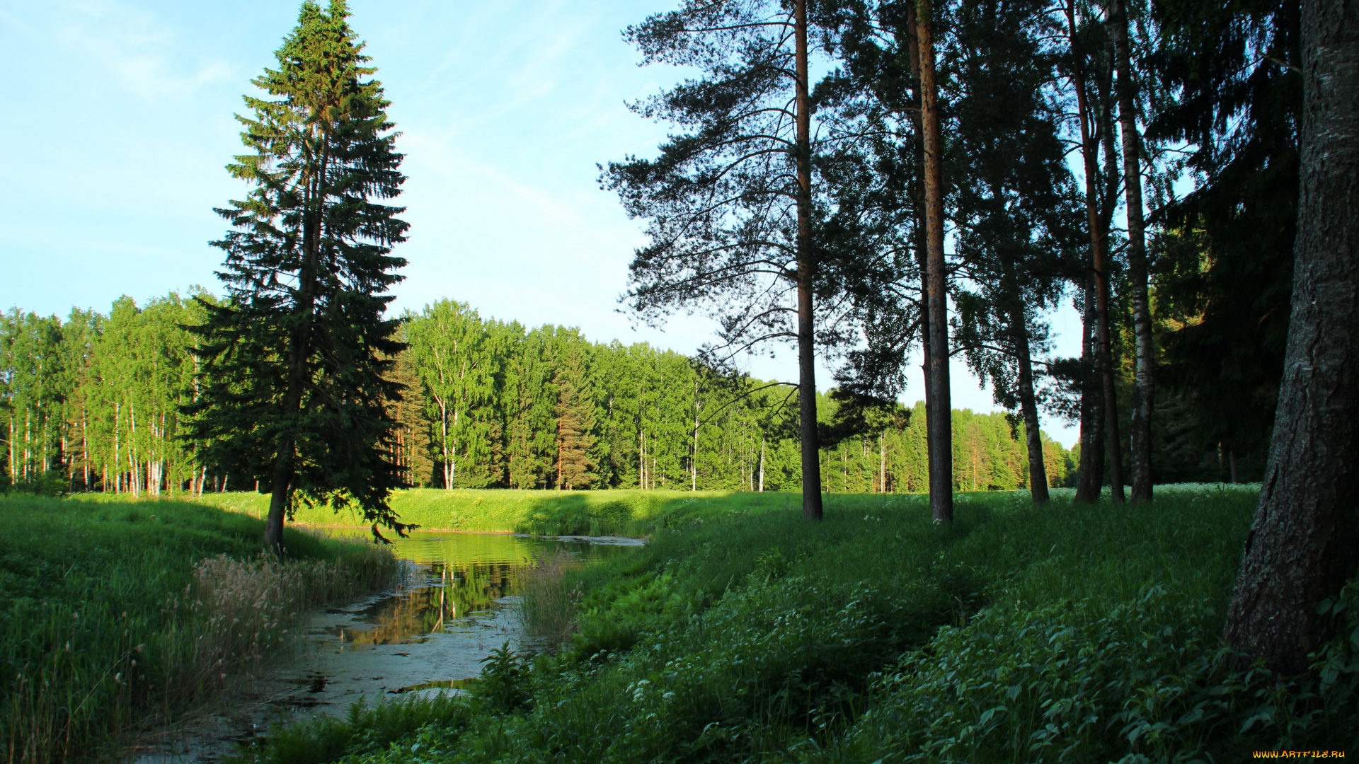 санкт, петербург, павловск, природа, реки, озера, деревья, река